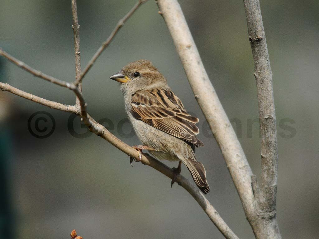 HOSP-AH_House-Sparrow