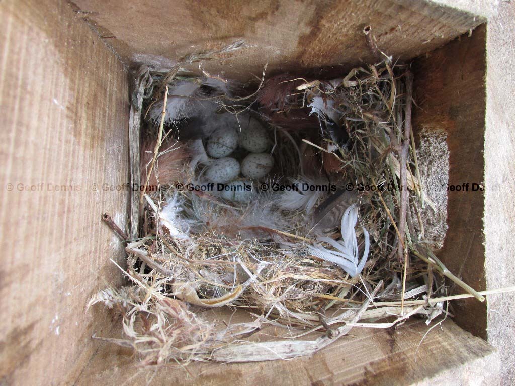 HOSP-AI_House-Sparrow