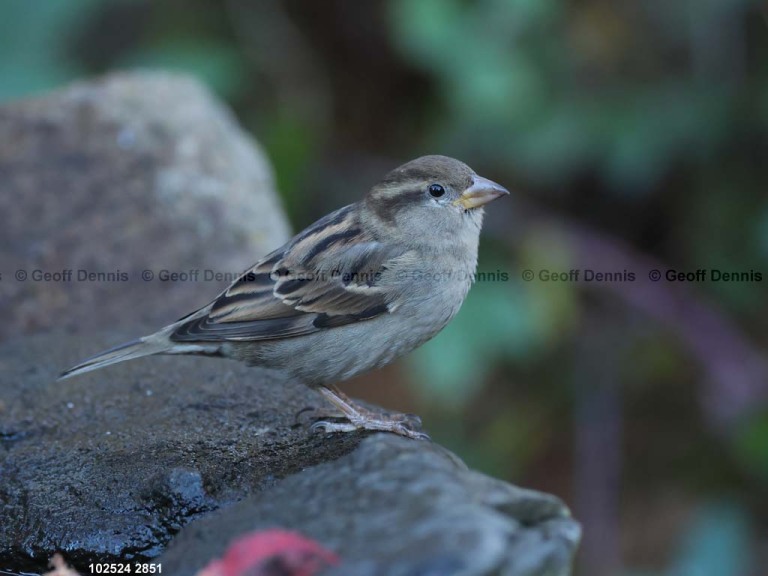 HOSP-AK_House-Sparrow