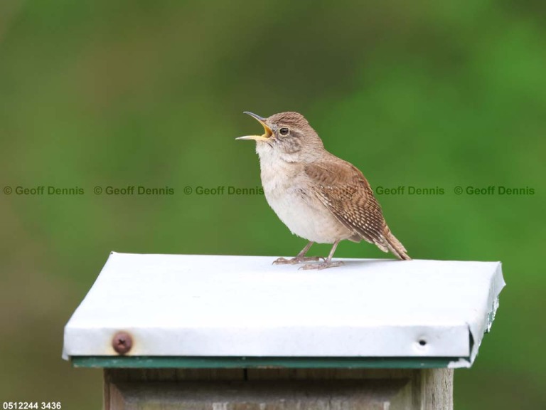 HOWR-AY_House-Wren