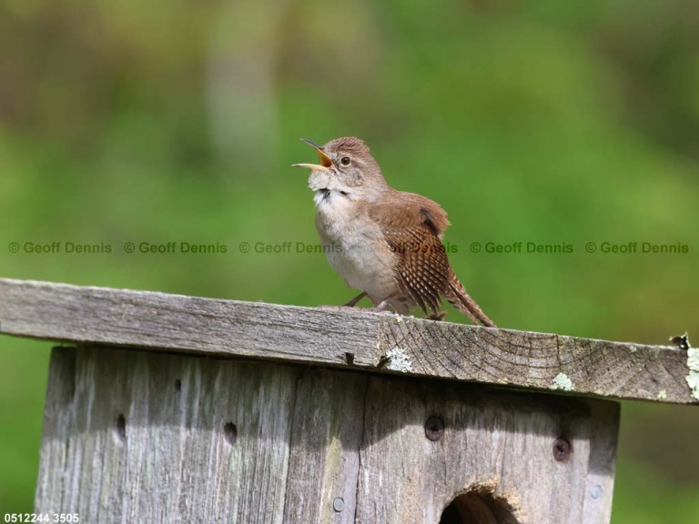 HOWR-AZ_House-Wren