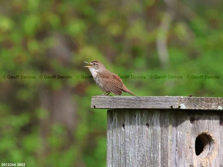 HOWR-BA_House-Wren