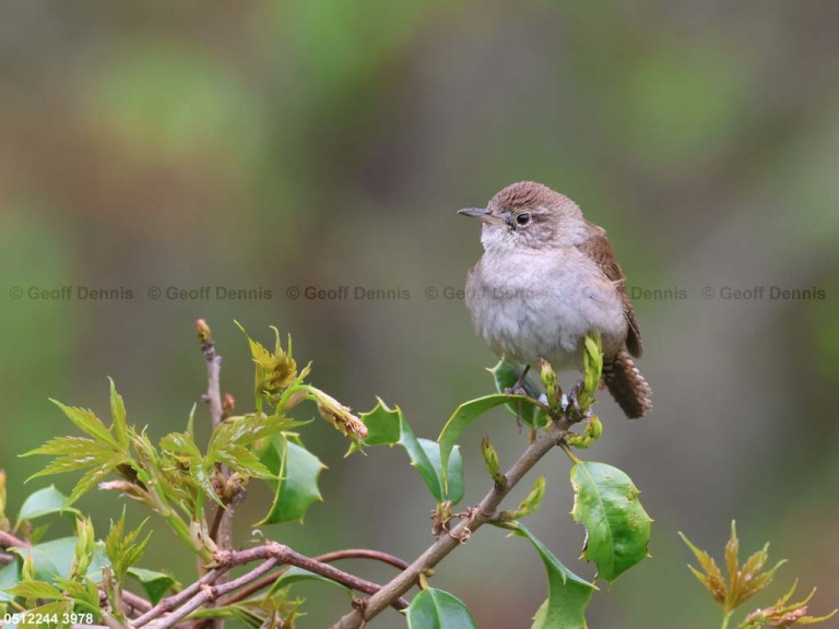 HOWR-BB_House-Wren