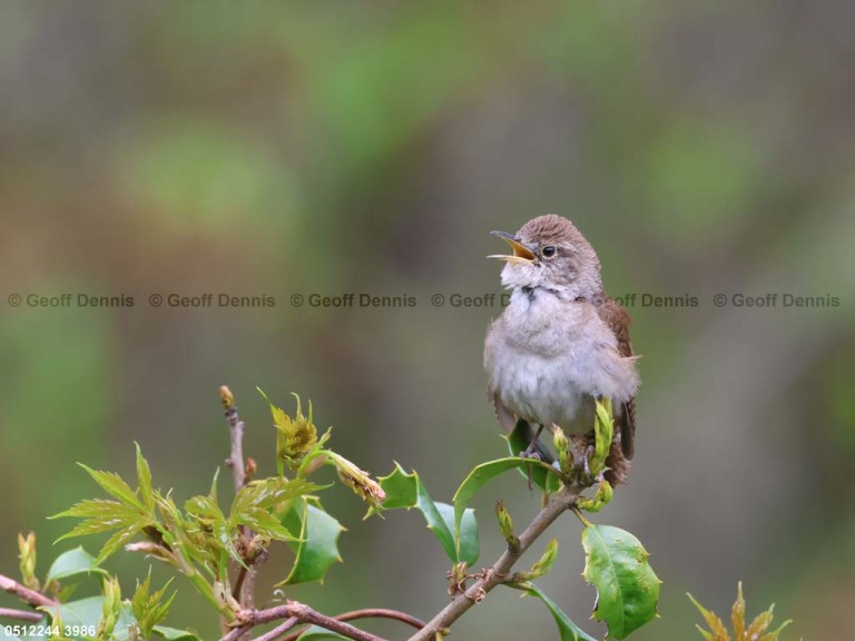 HOWR-BC_House-Wren