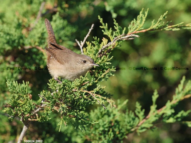 HOWR-BD_House-Wren