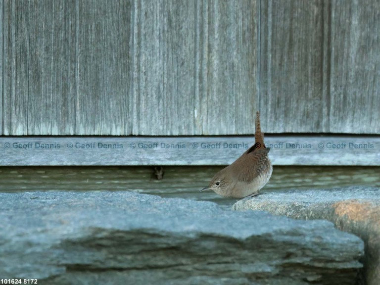 HOWR-BE_House-Wren