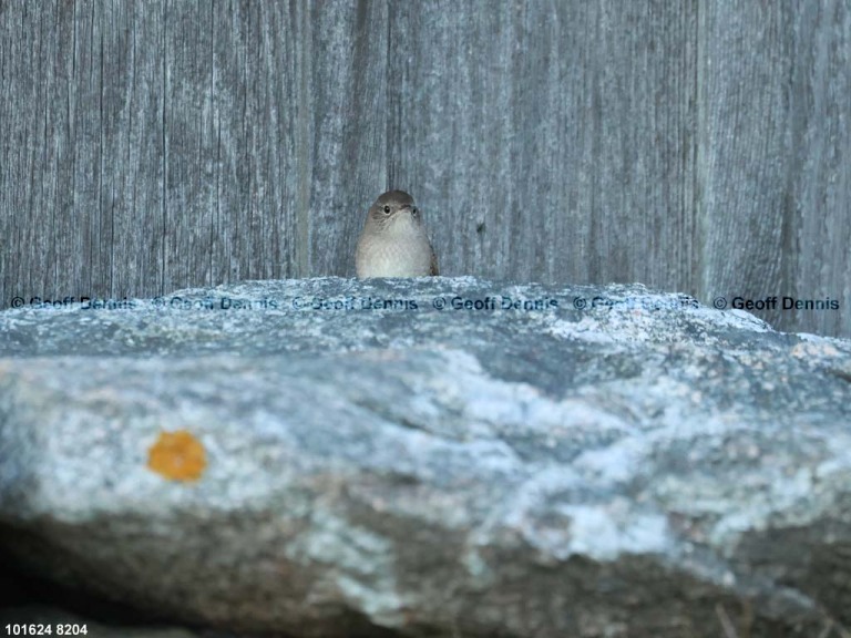 HOWR-BF_House-Wren