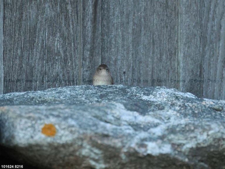 HOWR-BG_House-Wren