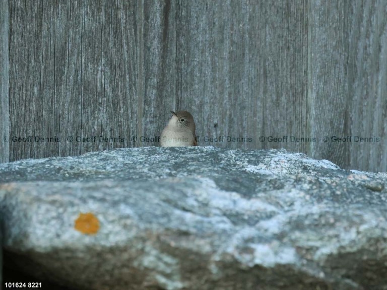 HOWR-BH_House-Wren