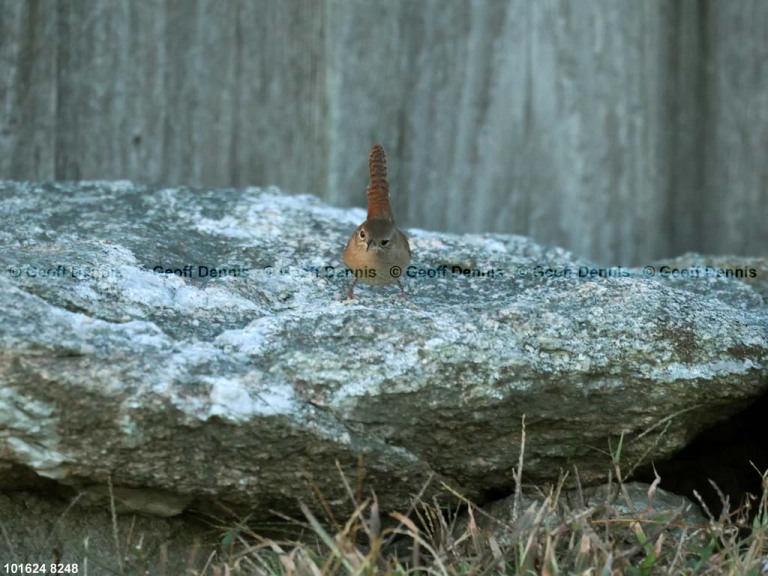 HOWR-BI_House-Wren