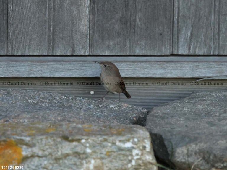 HOWR-BJ_House-Wren