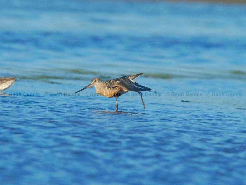 HUGO-AA_Hudsonian-Godwit