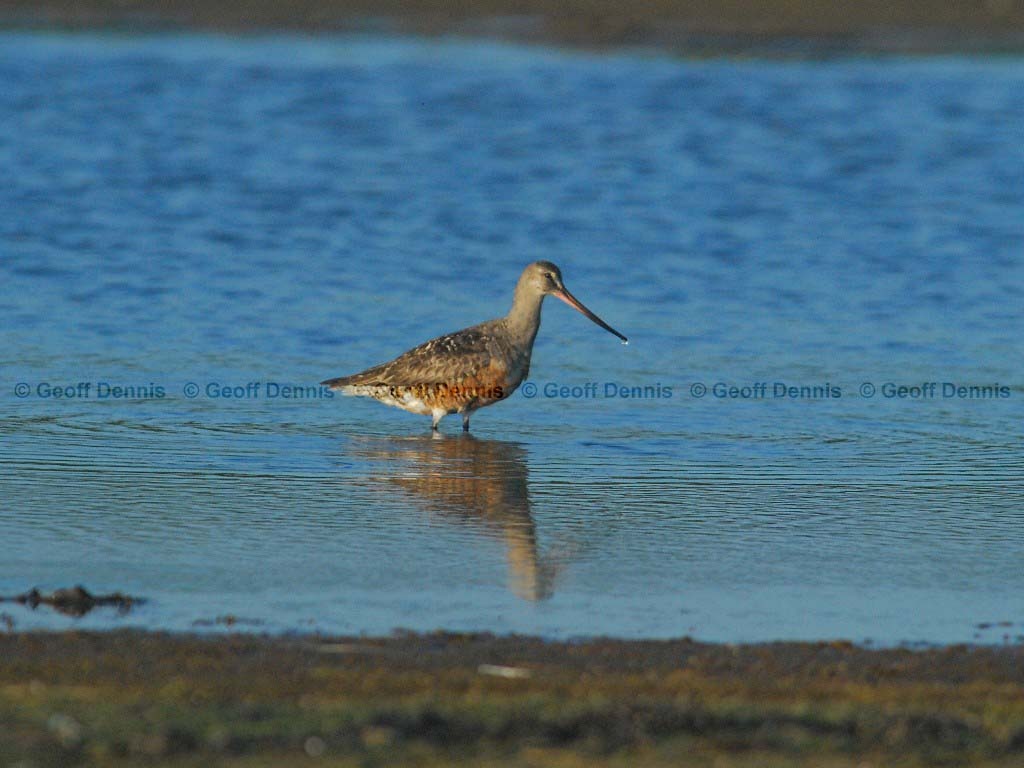 HUGO-AB_Hudsonian-Godwit