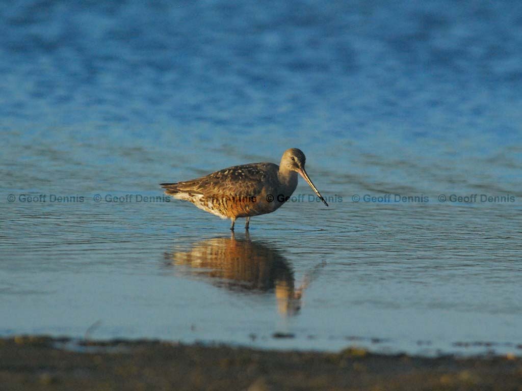 HUGO-AC_Hudsonian-Godwit