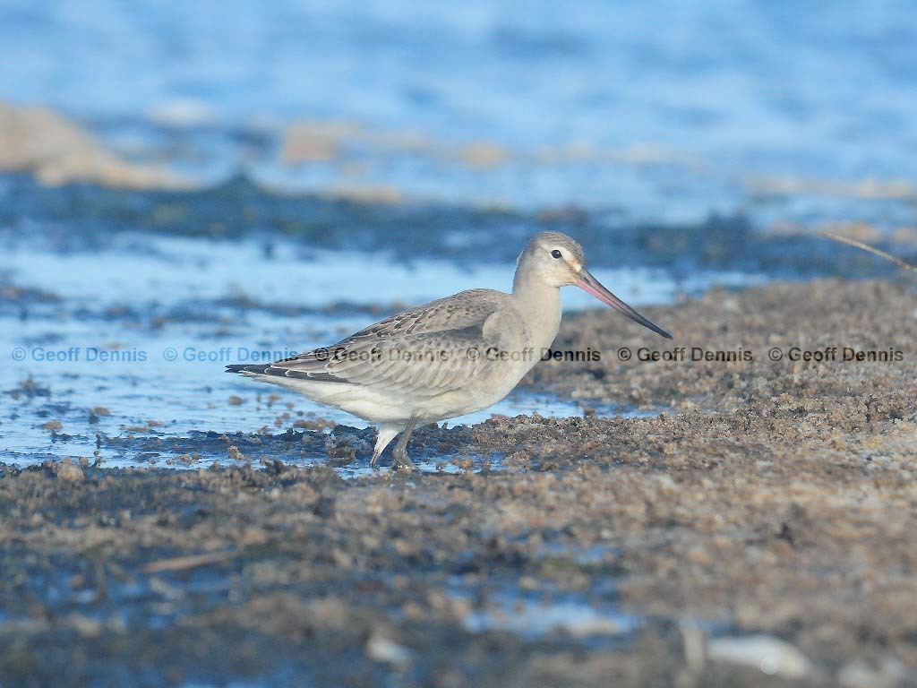 HUGO-AD_Hudsonian-Godwit