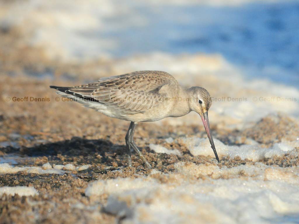HUGO-AE_Hudsonian-Godwit