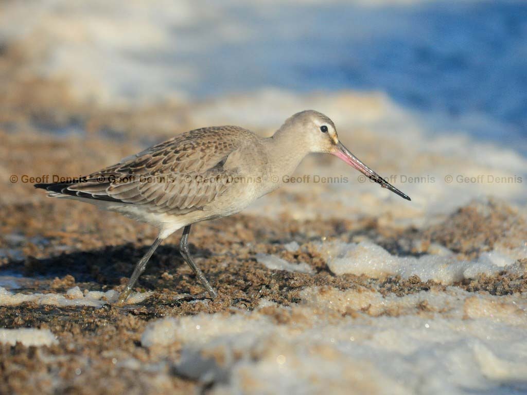 HUGO-AF_Hudsonian-Godwit