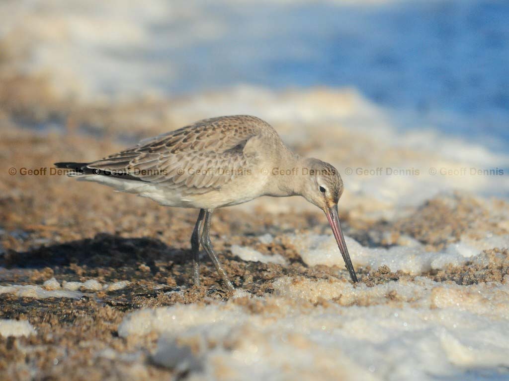 HUGO-AG_Hudsonian-Godwit