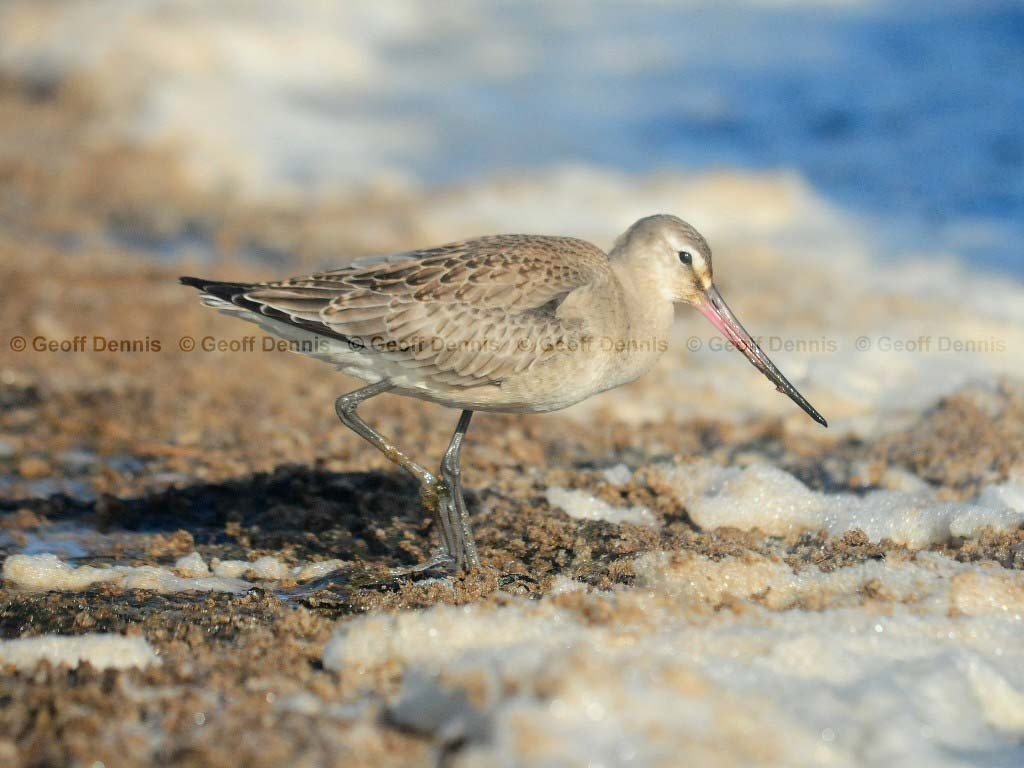HUGO-AH_Hudsonian-Godwit