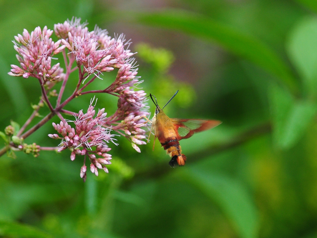 Hummingbird-Clearwing-AA
