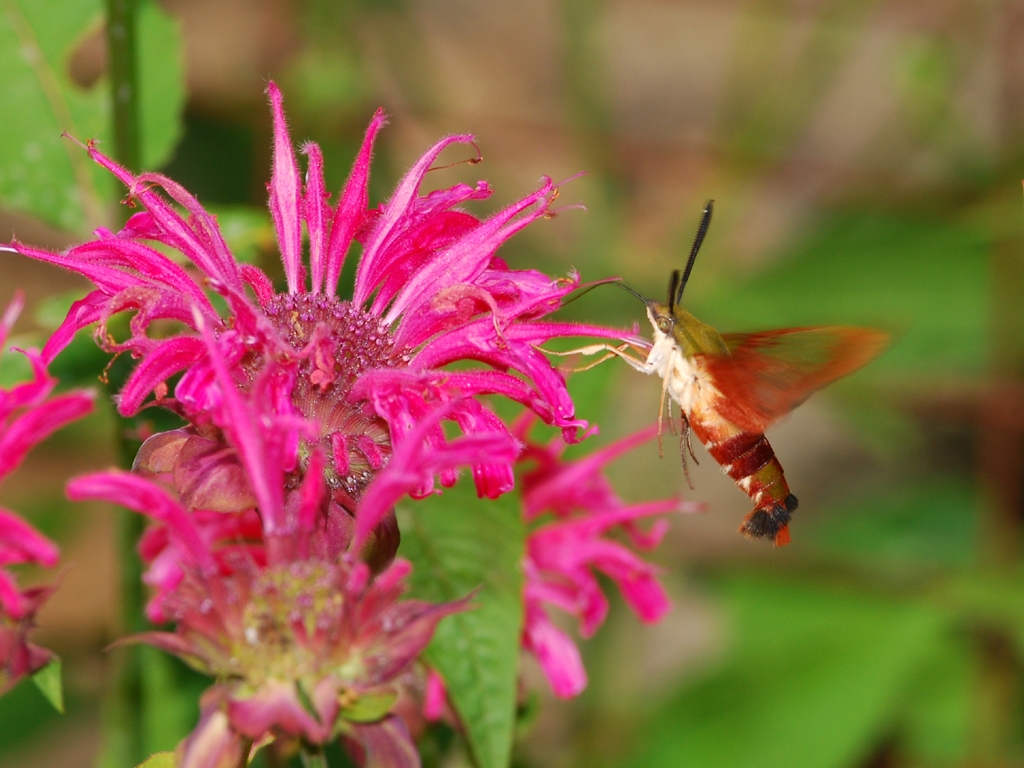 Hummingbird-Clearwing-AB