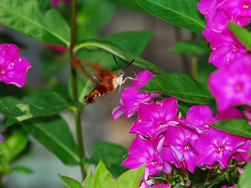 Hummingbird-Clearwing-AC