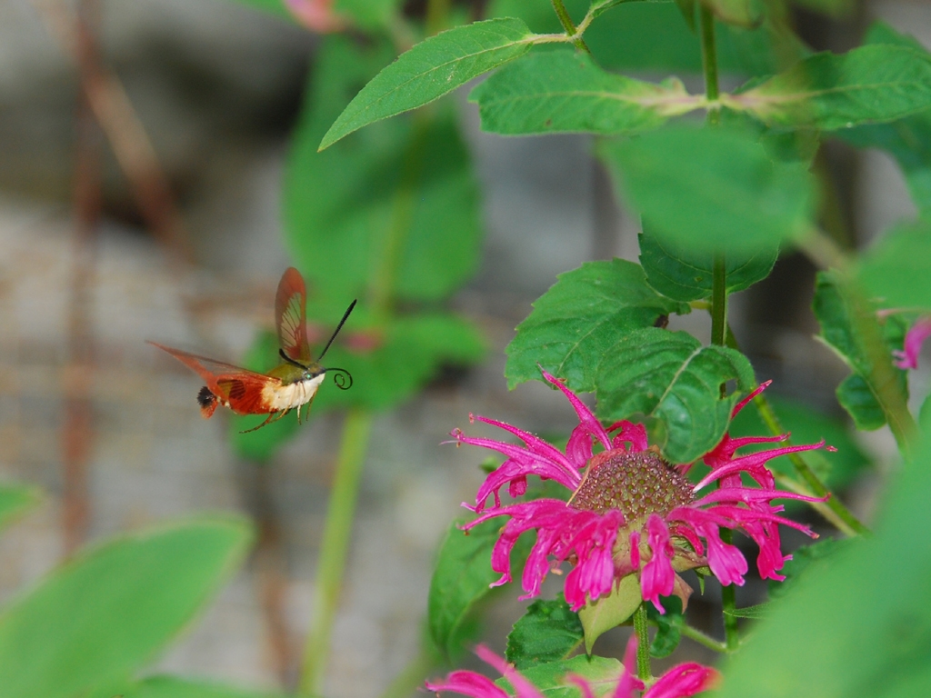 Hummingbird-Clearwing-AD