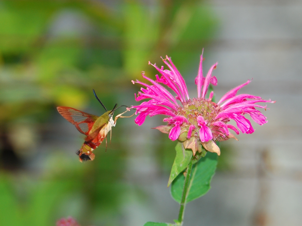 Hummingbird-Clearwing-AE