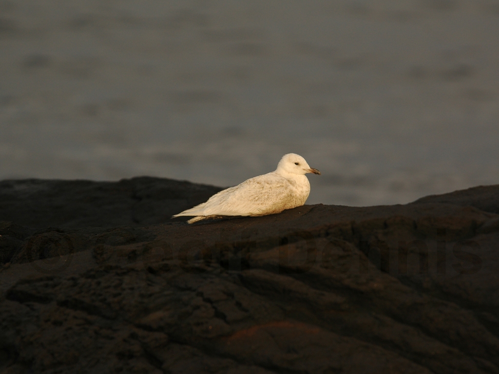 ICGU-AA_Iceland-Gull