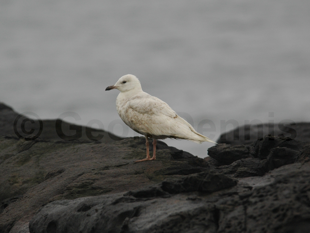 ICGU-AB_Iceland-Gull