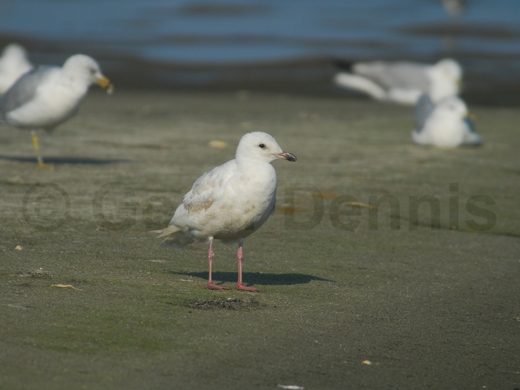 ICGU-AC_Iceland-Gull