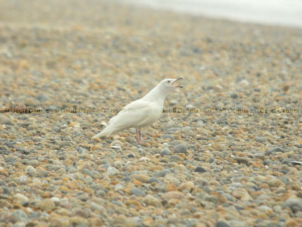 ICGU-AD_Iceland-Gull