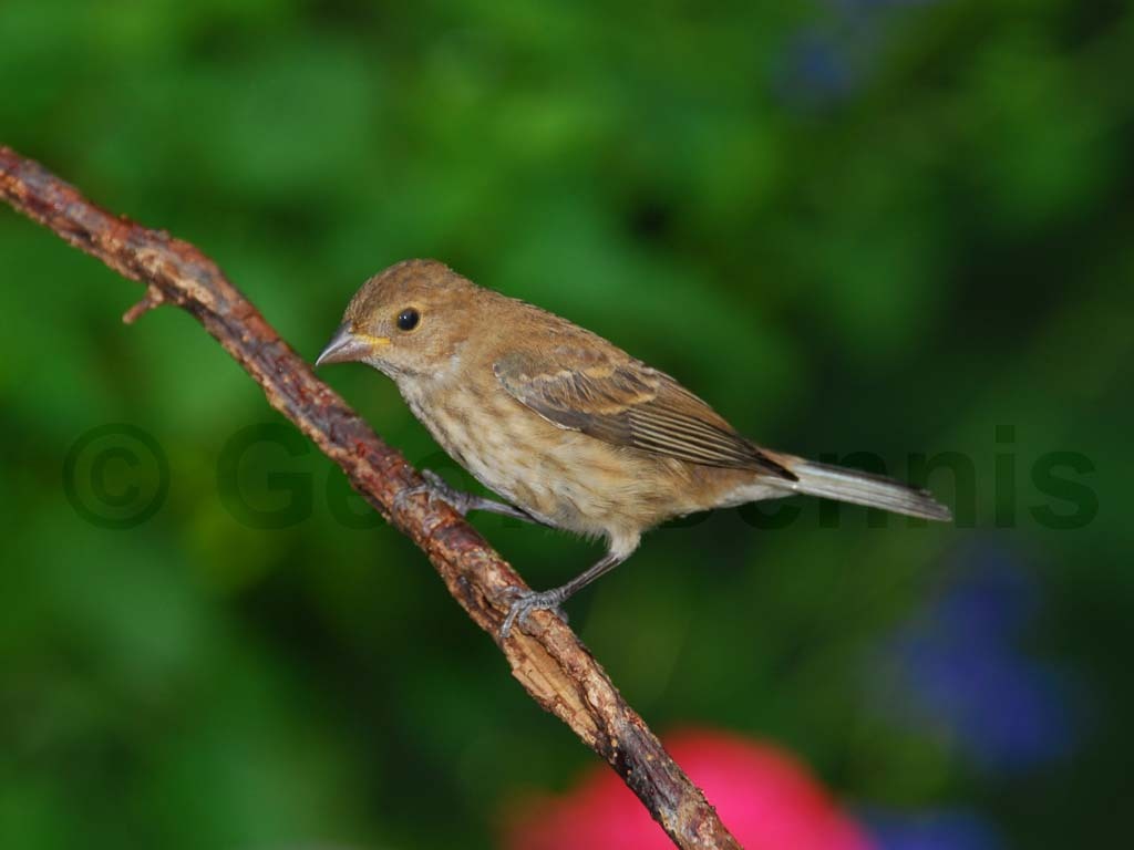 INBU-AA_Indigo-Bunting