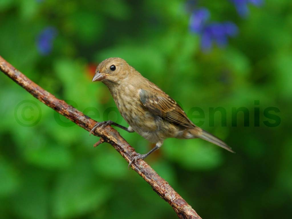 INBU-AB_Indigo-Bunting