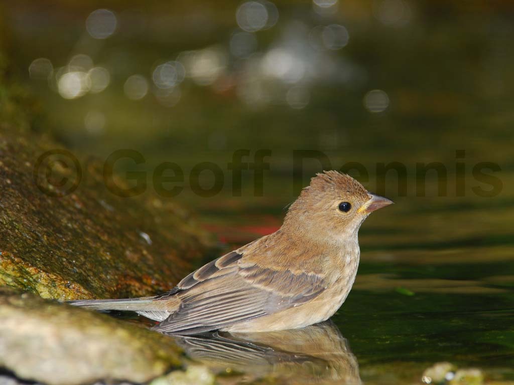 INBU-AC_Indigo-Bunting