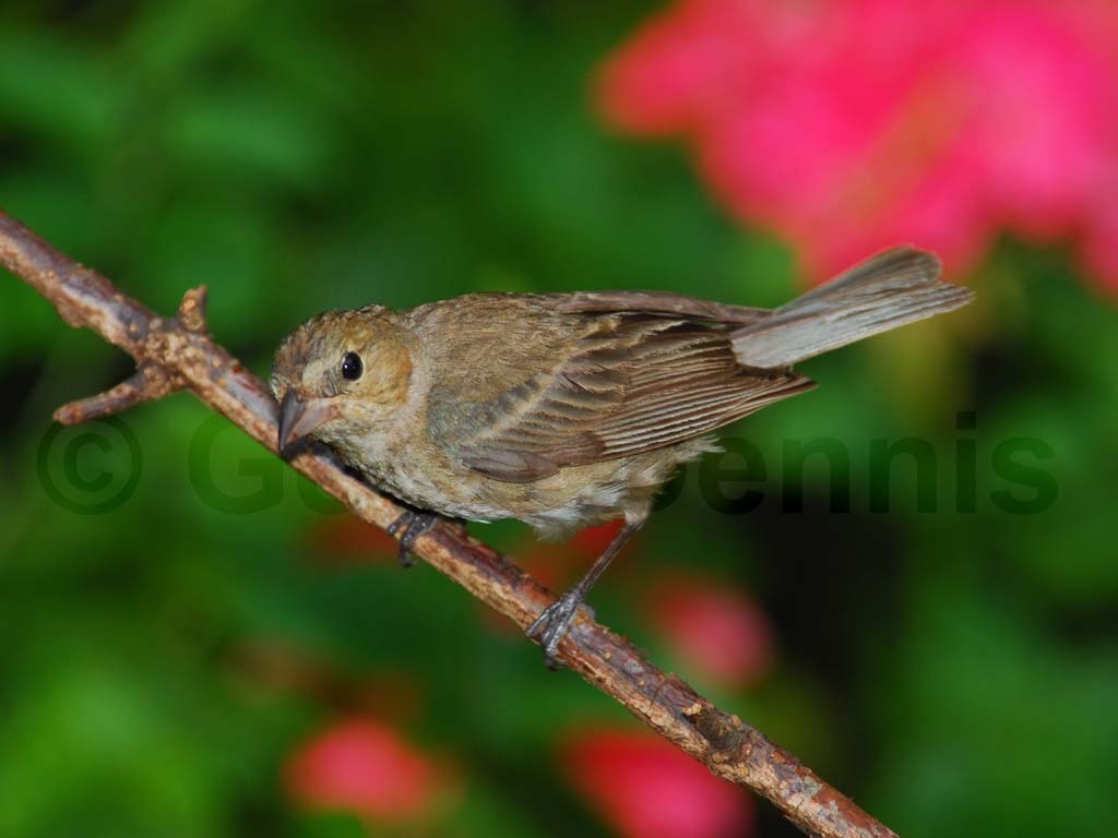INBU-AD_Indigo-Bunting