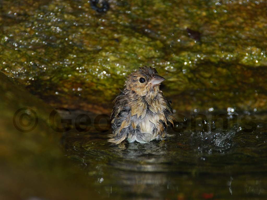 INBU-AE_Indigo-Bunting