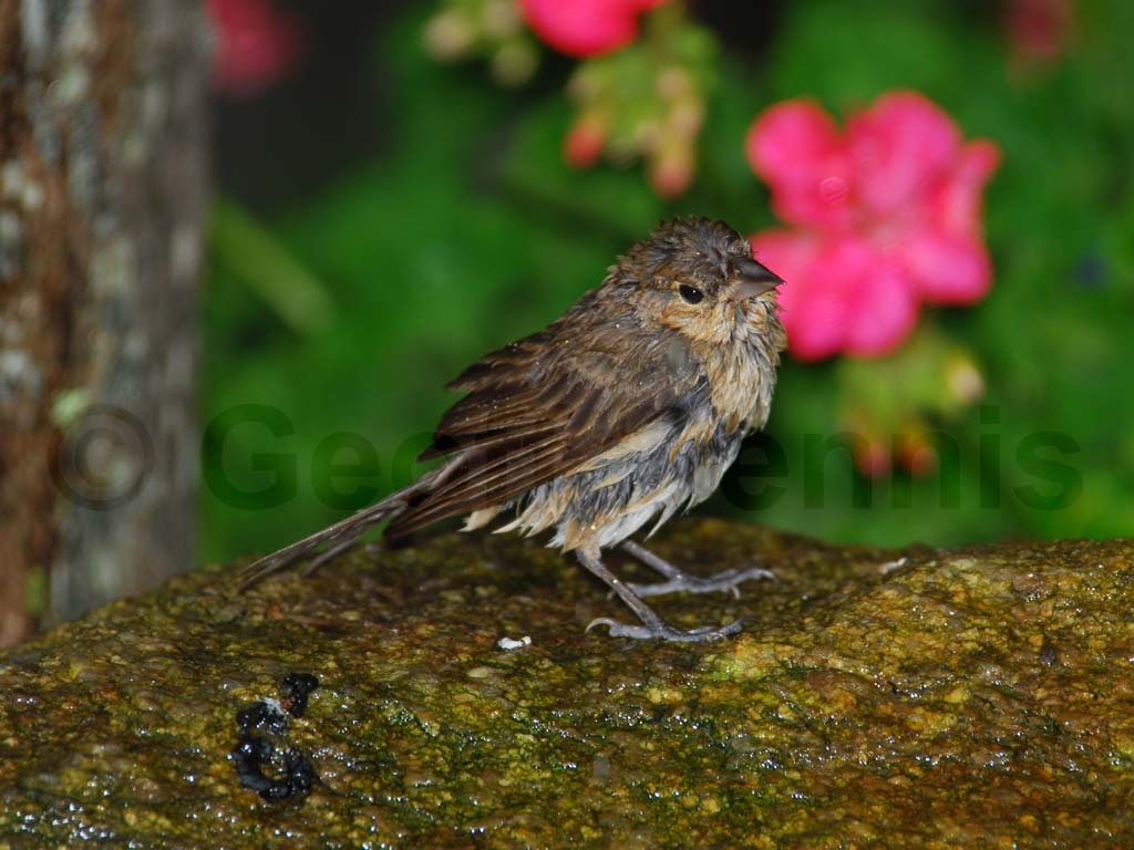 INBU-AF_Indigo-Bunting