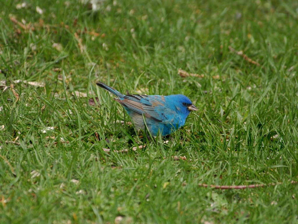 INBU-AG_Indigo-Bunting