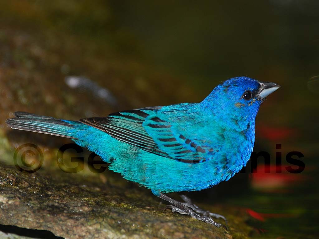 INBU-AH_Indigo-Bunting