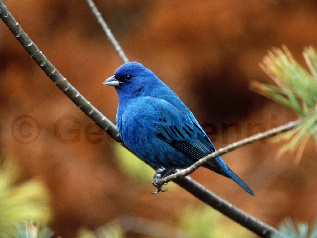 INBU-AI_Indigo-Bunting