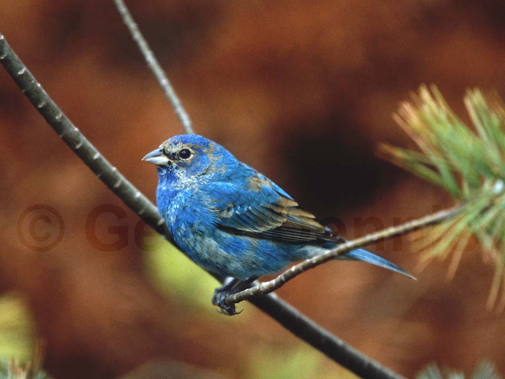 INBU-AJ_Indigo-Bunting