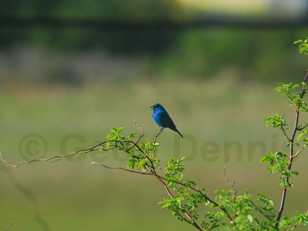 INBU-AK_Indigo-Bunting