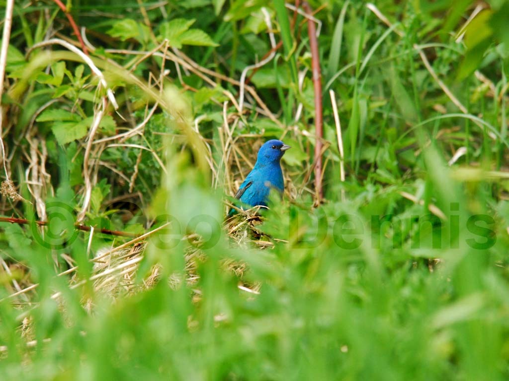 INBU-AL_Indigo-Bunting
