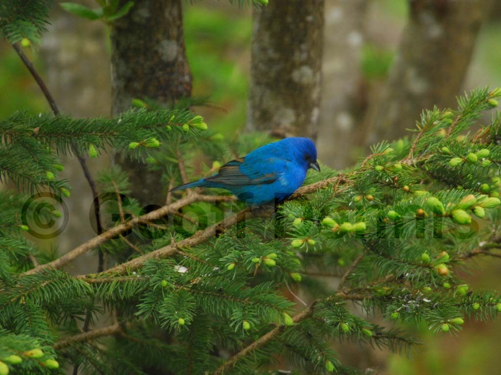 INBU-AM_Indigo-Bunting