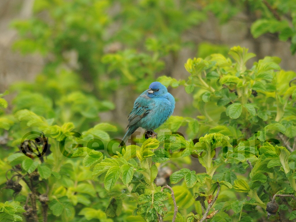 INBU-AN_Indigo-Bunting