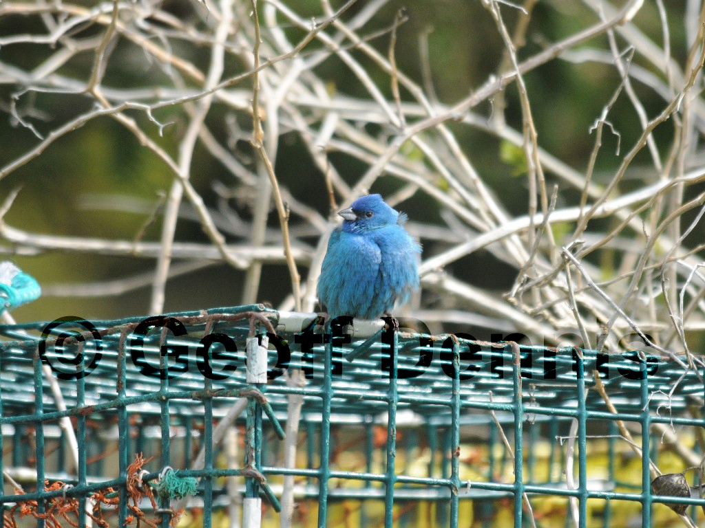 INBU-AO_Indigo-Bunting