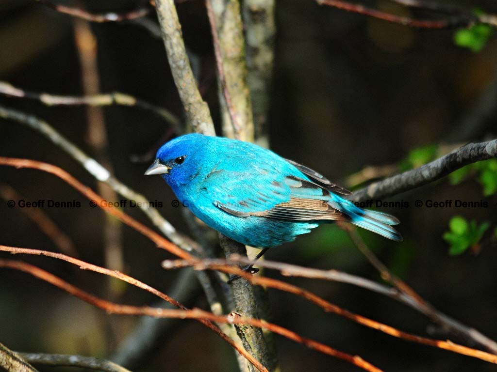 INBU-AP_Indigo-Bunting