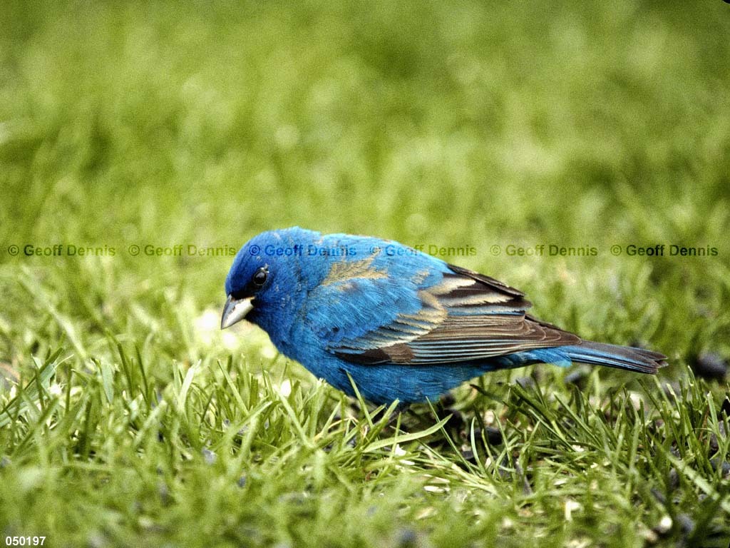INBU-AQ_Indigo-Bunting