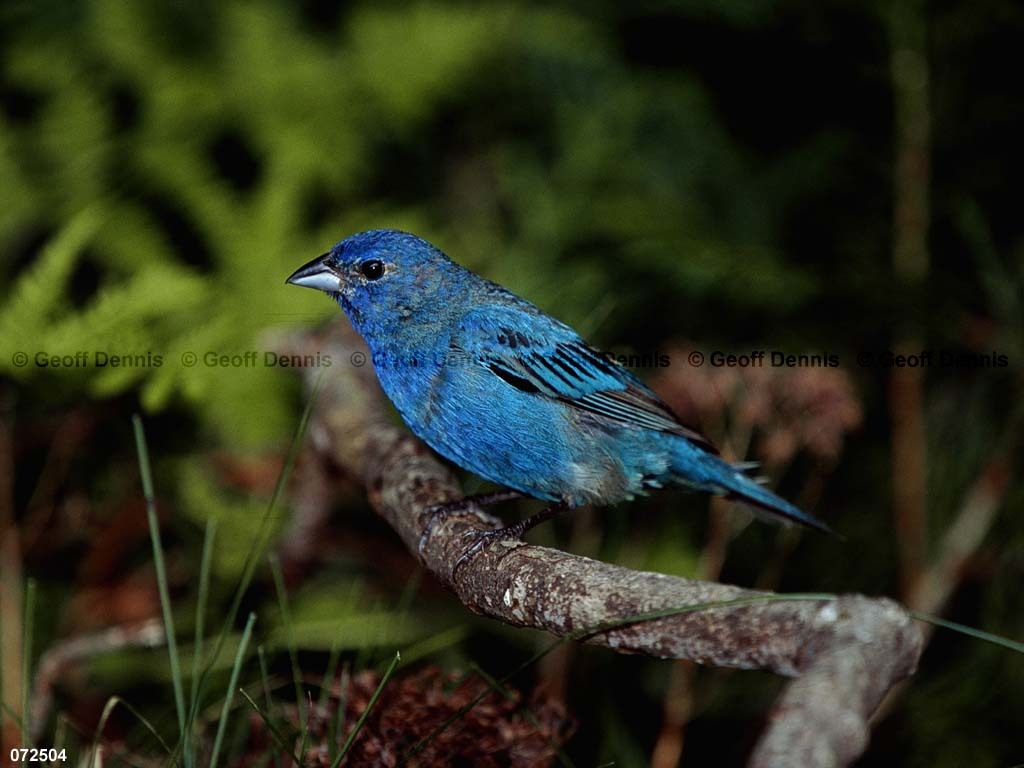 INBU-AR_Indigo-Bunting